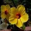 Thumbnail #4 of Hibiscus rosa-sinensis by pk33635