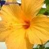 Thumbnail #1 of Hibiscus rosa-sinensis by Calalily