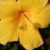 Thumbnail #5 of Hibiscus rosa-sinensis by td1026