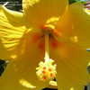 Thumbnail #3 of Hibiscus rosa-sinensis by bamagirl35973