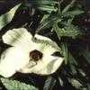 Thumbnail #2 of Hibiscus heterophyllus by kennedyh