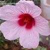 Thumbnail #3 of Hibiscus heterophyllus by Dinu