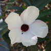 Thumbnail #5 of Hibiscus heterophyllus by ginger749