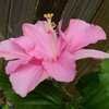 Thumbnail #4 of Hibiscus rosa-sinensis by htop