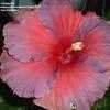 Thumbnail #1 of Hibiscus rosa-sinensis by Chrissy823