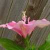 Thumbnail #5 of Hibiscus rosa-sinensis by htop