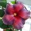 Thumbnail #4 of Hibiscus rosa-sinensis by Larulya
