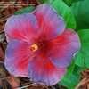 Thumbnail #5 of Hibiscus rosa-sinensis by cat4gp