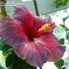 Thumbnail #3 of Hibiscus rosa-sinensis by Larulya