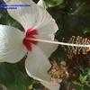 Thumbnail #1 of Hibiscus rosa-sinensis by Dinu