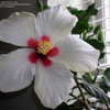 Thumbnail #5 of Hibiscus rosa-sinensis by oldroselover