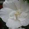Thumbnail #2 of Hibiscus syriacus by GardenSpaz