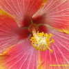 Thumbnail #2 of Hibiscus rosa-sinensis by Kell
