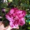 Thumbnail #4 of Hibiscus syriacus by keithp2012