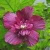 Thumbnail #1 of Hibiscus syriacus by htop