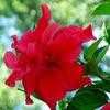 Thumbnail #1 of Hibiscus rosa-sinensis by LarissaH