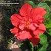 Thumbnail #3 of Hibiscus rosa-sinensis by LarissaH