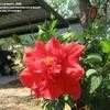 Thumbnail #2 of Hibiscus rosa-sinensis by LarissaH