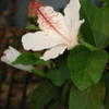 Thumbnail #2 of Hibiscus waimeae by mgarr