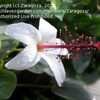 Thumbnail #5 of Hibiscus waimeae by Zaragoza