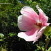 Thumbnail #3 of Hibiscus splendens by brentas