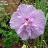 Thumbnail #2 of Hibiscus syriacus by dahlia_lover