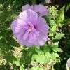 Thumbnail #1 of Hibiscus syriacus by kamia