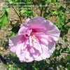 Thumbnail #4 of Hibiscus syriacus by alicewho