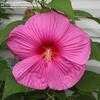 Thumbnail #1 of Hibiscus moscheutos by jachurch