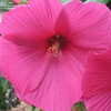Thumbnail #3 of Hibiscus moscheutos by kastrol