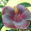 Thumbnail #3 of Hibiscus rosa-sinensis by stplong