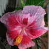 Thumbnail #2 of Hibiscus rosa-sinensis by Snug_As_Bug_Rug