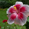 Thumbnail #4 of Hibiscus rosa-sinensis by blupit007