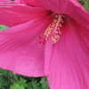 Thumbnail #4 of Hibiscus moscheutos by kastrol