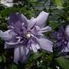 Thumbnail #2 of Hibiscus syriacus by DaylilySLP