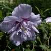 Thumbnail #4 of Hibiscus syriacus by DaylilySLP