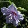Thumbnail #3 of Hibiscus syriacus by DaylilySLP