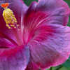 Thumbnail #5 of Hibiscus rosa-sinensis by blupit007
