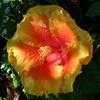 Thumbnail #4 of Hibiscus rosa-sinensis by PotEmUp