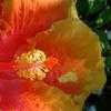 Thumbnail #3 of Hibiscus rosa-sinensis by PotEmUp