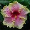 Thumbnail #3 of Hibiscus rosa-sinensis by cat4gp