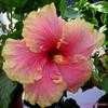 Thumbnail #2 of Hibiscus rosa-sinensis by Kell