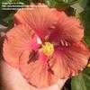 Thumbnail #1 of Hibiscus rosa-sinensis by kamia