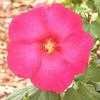 Thumbnail #3 of Hibiscus mutabilis by okus