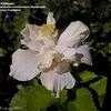 Thumbnail #1 of Hibiscus rosa-sinensis by Kaufmann