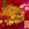Thumbnail #5 of Hibiscus mutabilis by htop