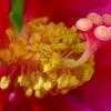 Thumbnail #4 of Hibiscus mutabilis by htop