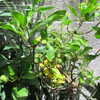 Thumbnail #2 of Hibiscus boryanus by timrann