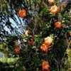 Thumbnail #2 of Hibiscus rosa-sinensis by RosinaBloom