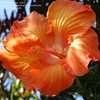 Thumbnail #4 of Hibiscus rosa-sinensis by RosinaBloom